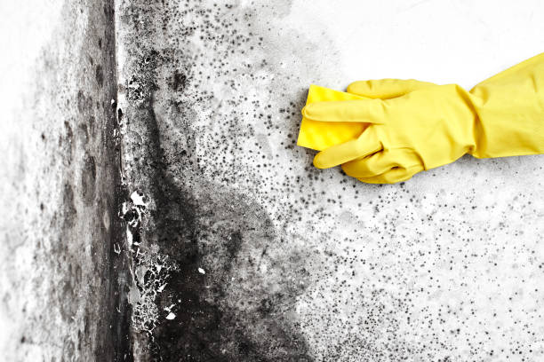 Best Post-Construction Mold Inspection  in Tri Lakes, IN