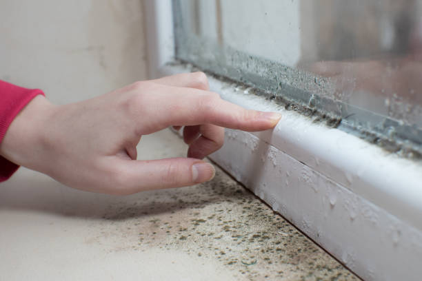 Forensic Mold Investigation in Tri Lakes, IN