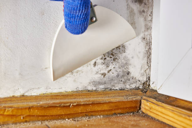 Best Water Damage & Mold Remediation  in Tri Lakes, IN